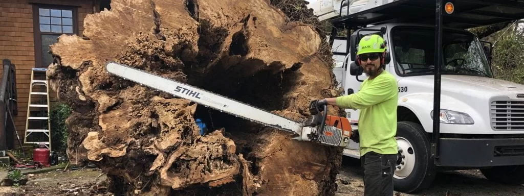 Large Tree Removal Tree Care Services Santa Rosa