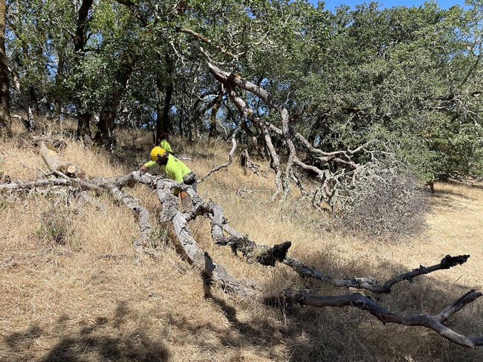 Dead tree removal - Santa Rosa Tree Care Services