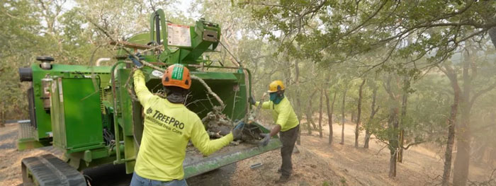 TreePro Sonoma Professional Tree Care Services