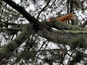 Tree Failure - fire Safety - Tree Care Services Santa Rosa