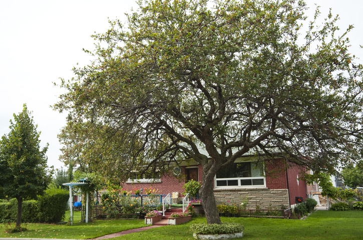 crab-apple tree in front of house