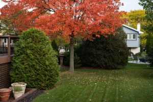 backyard with colorful trees