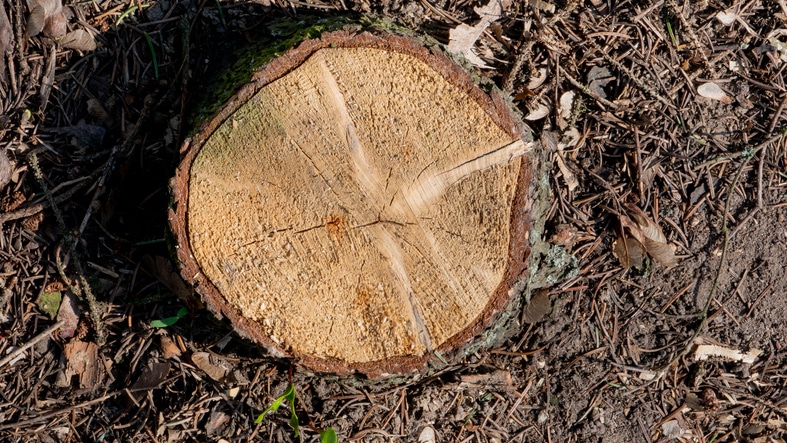 surface of sawn tree