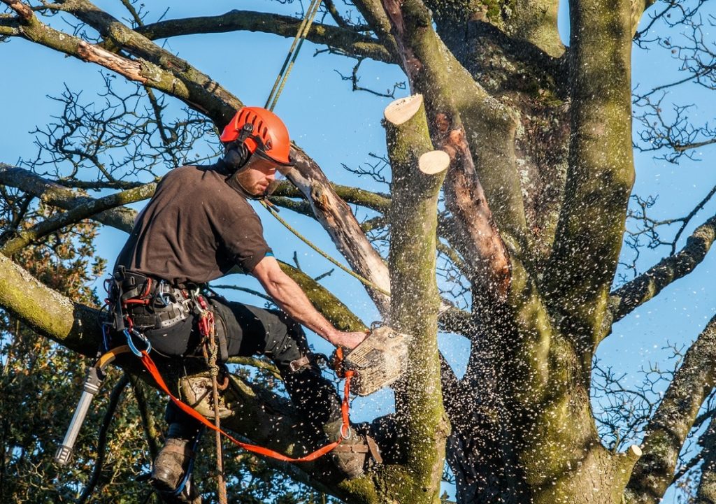 using a chainsaw to cut branches
