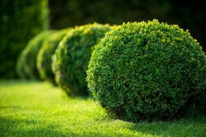 shrubs and green lawn
