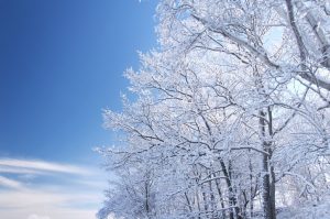 Snow covered trees