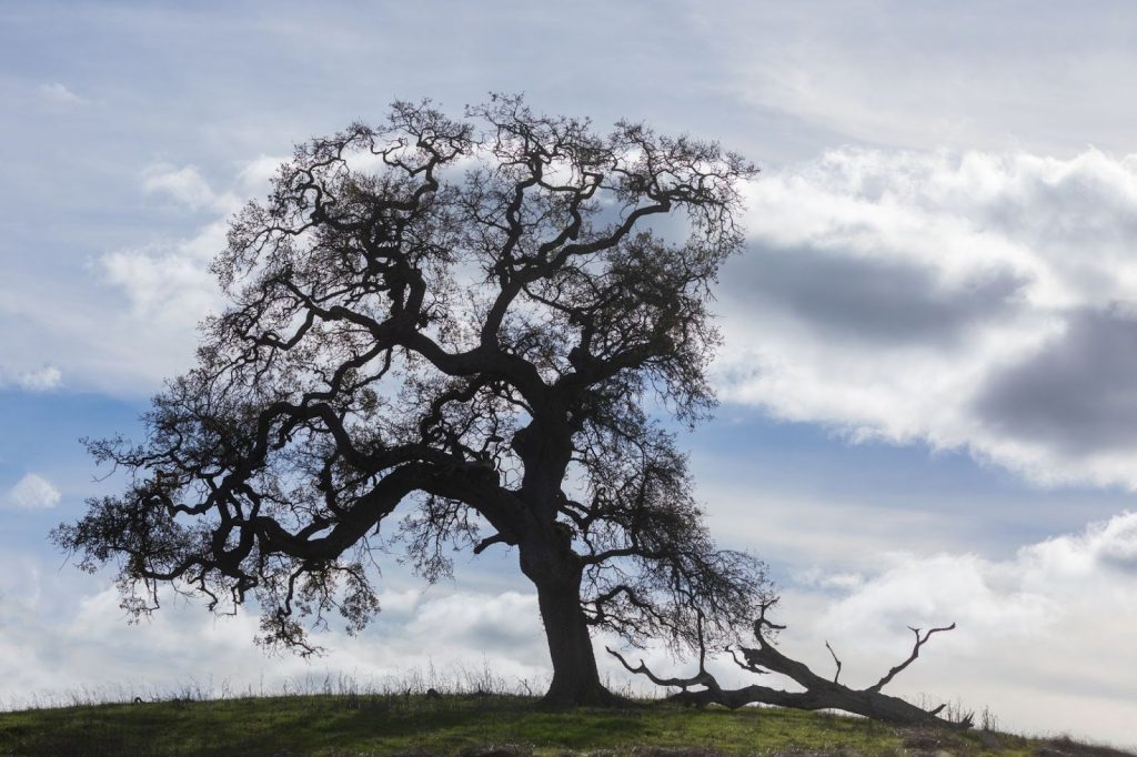 Certified arborist inspecting coast live oak trunk for signs of Sudden Oak Death after winter rain