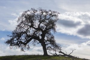 Certified arborist inspecting coast live oak trunk for signs of Sudden Oak Death after winter rain