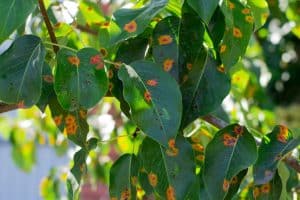 A Tree, where its leaves are diseased.