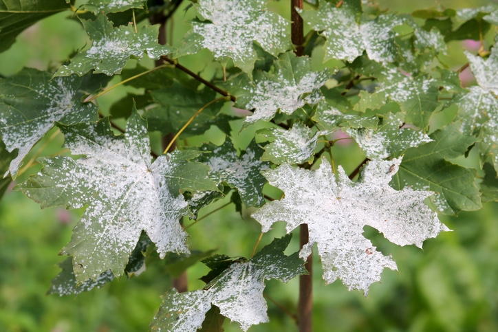 Powdery mildew