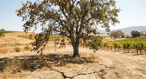extreme heat sonoma and napa