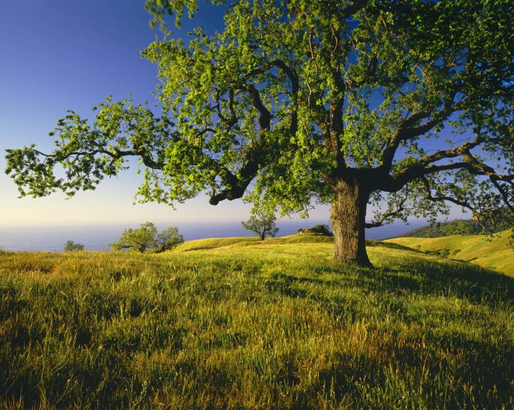 mature tree california
