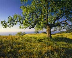 mature tree california