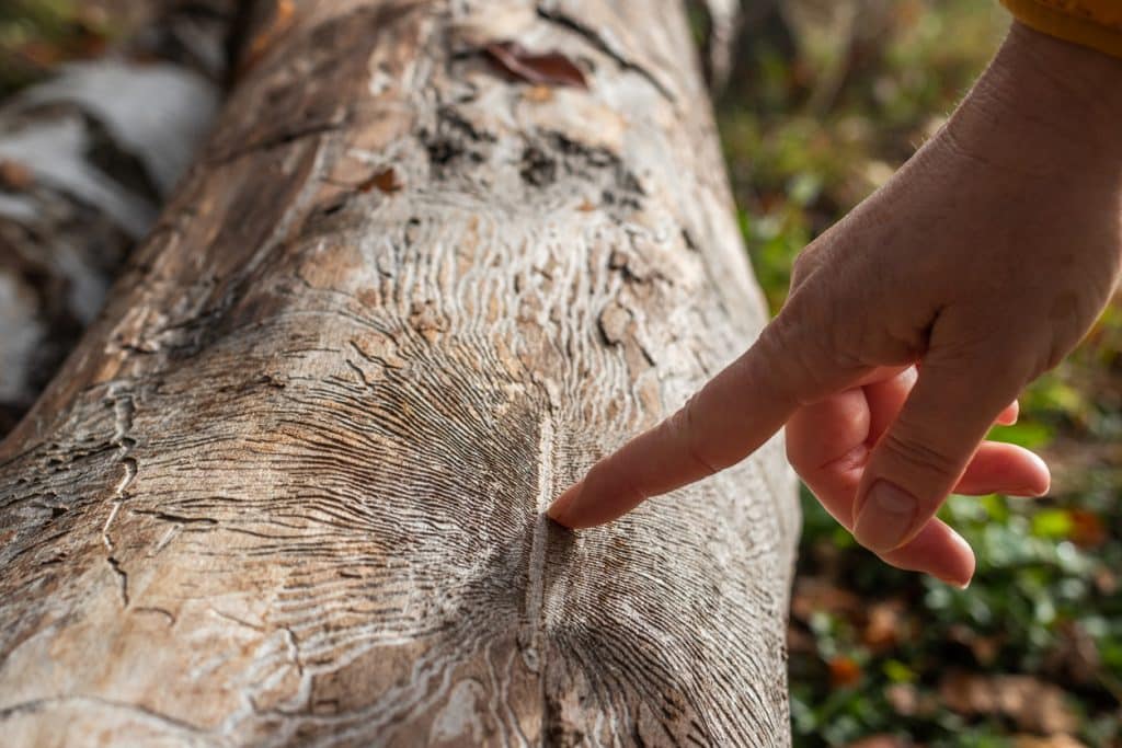 Close-up of a tree trunk with damaged bark and visible winding patterns, while a person points to the affected area, suggesting pest or insect damage.
